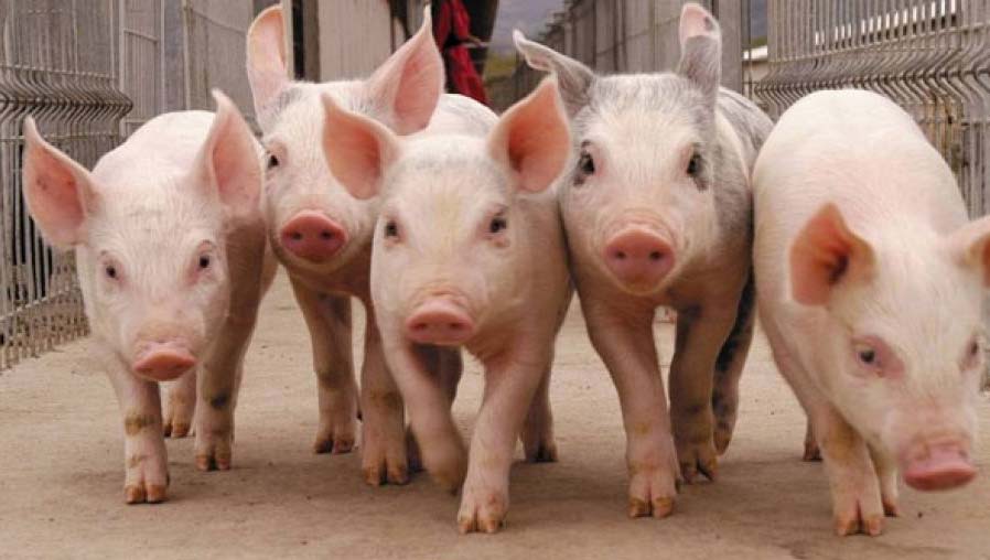 ¿Carne porcina argentina para China? La culpa no es del chancho
