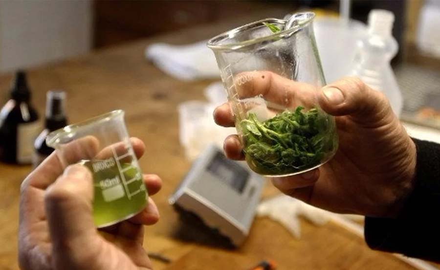 El LIF tendrá listo en dos meses el primer lote de cannabis medicinal
