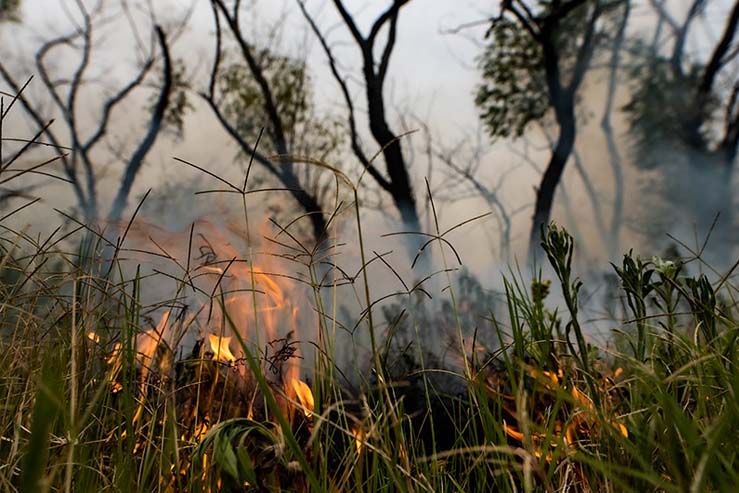 Lluvia, el gran bombero: el Ministerio de Ambiente aseguró que se apagaron los incendios en el Delta
