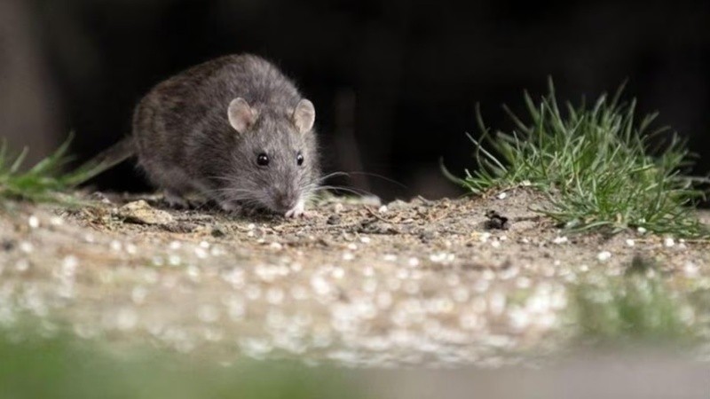 Tercera muerte por hantavirus en la provincia: advierten que la zona portuaria es propensa por los granos